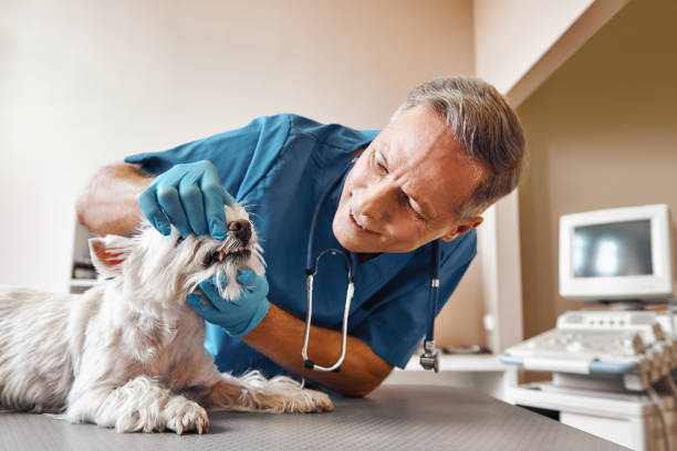 Best Emergency Treatment for Dental Infections or Abscesses in Mount Juliet, TN